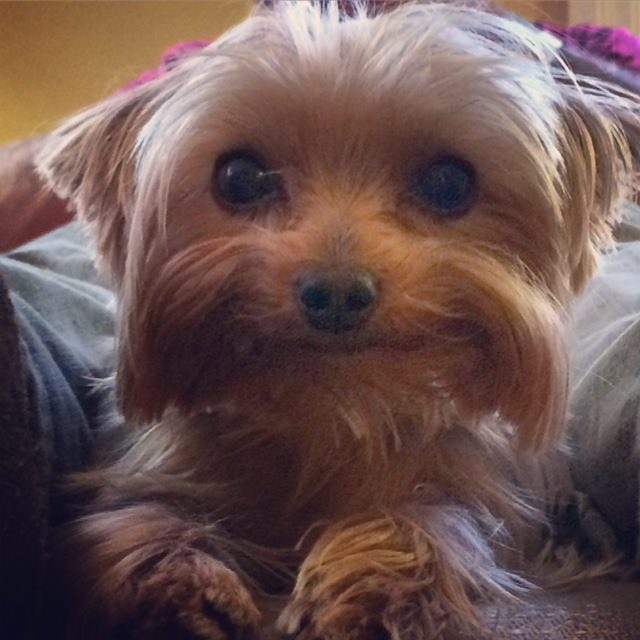 Yorkshire Terrier dog smiling adorably