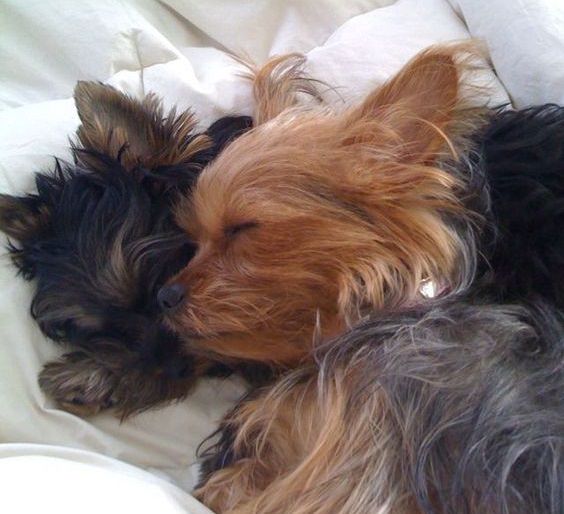 two Yorkshire Terrier sleeping with each other in bed
