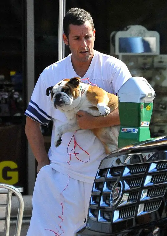Adam Sandler holding his Bulldog