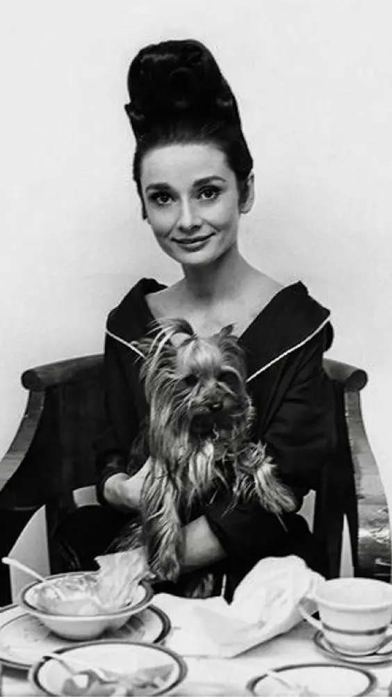 Aubrey Hepburn sitting on the chair with her Yorkie in her lap