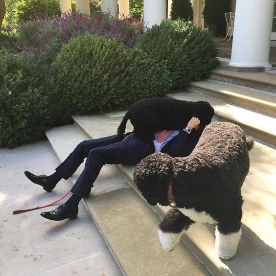 Barack Obama lying on the stairs with his Portuguese Water dog on top of him