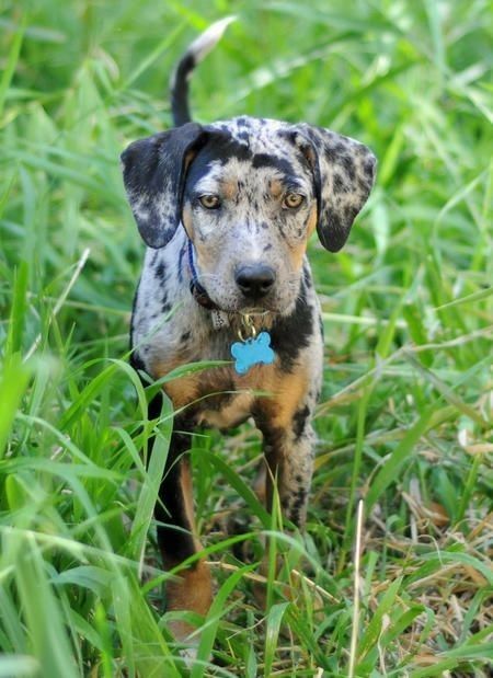 Catahoula Leopard dog in the green long grass