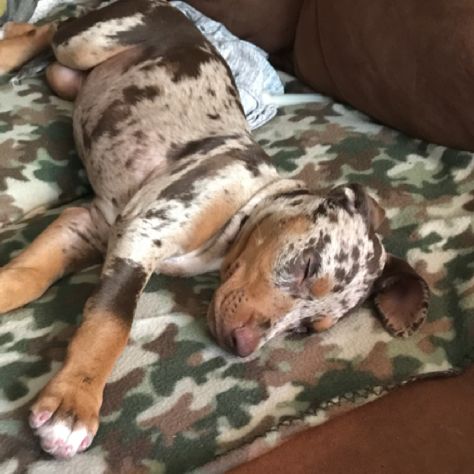 Catahoula Leopard puppy sitting on the couch