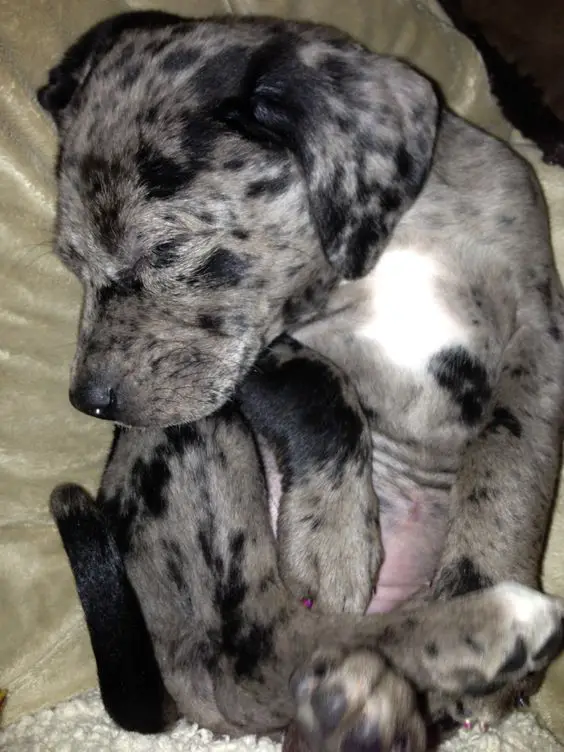 Catahoula Leopard dog sleeping soundly in bed
