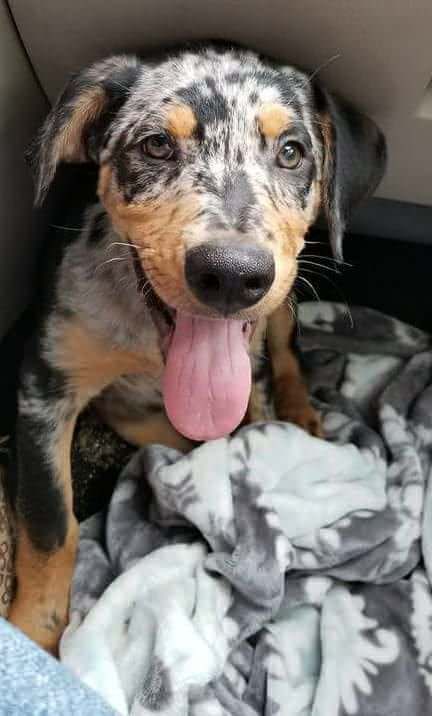 happy Catahoula Leopard dog with its tongue sticking out