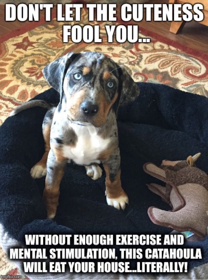 photo of Catahoula Leopard puppy sitting on its bed with text