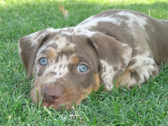 Catahoula Leopard puppy lying on the green grass