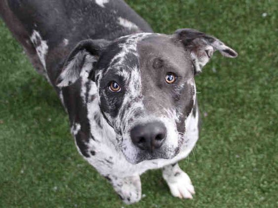 Catahoula Leopard dog with sad expression