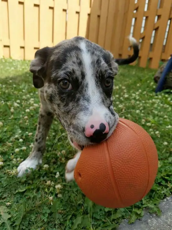 Catahoula Leopard puppy with ball in its mouth