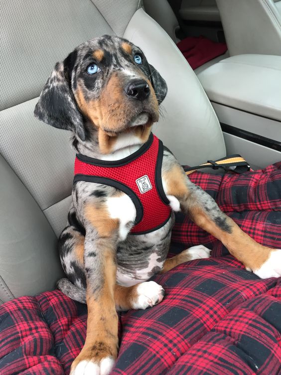 Catahoula Leopard dog sitting on the car