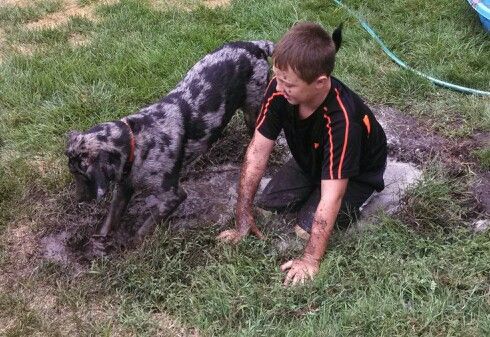 Catahoula Leopard dog digging in the mud