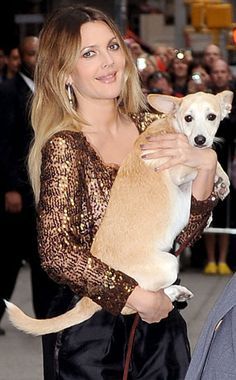 Drew Barrymore carrying her Chow Chow-Labrador mix