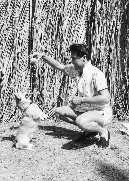 black and white photo of Elvis Presley in the yard with a tennis ball in his hand while his Corgi is doing a sitting pretty pose while waiting and looking up at the ball