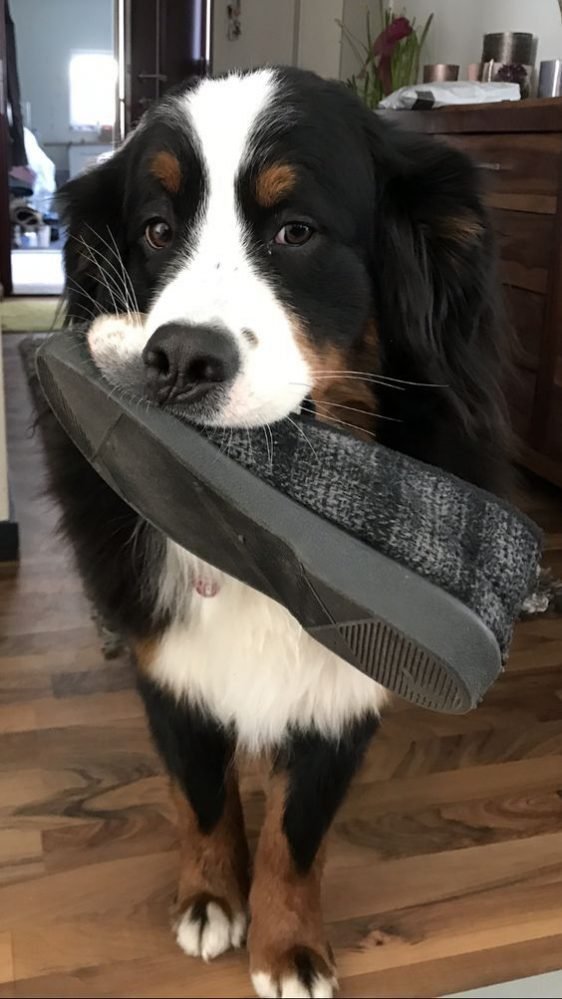 38 Best Toys for Bernese Mountain Dogs The Paws