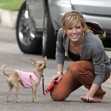 Hilary Duff on the pavement with her Chihuahua