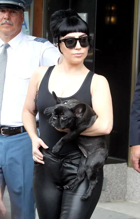 Lady Gaga walking with her black French Bulldog in her arm