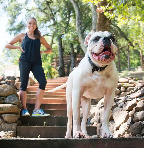 Natalie Coughlin at the park in the stairs with her American Bulldog and Border Terrier dog