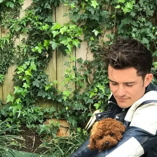 Orlando Bloom with his Saluki mix in his shoulder