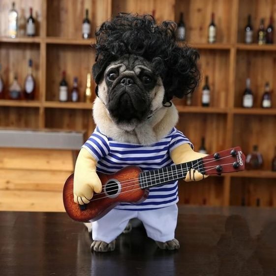 50 Rock and Roll Music Dog Names The Paws
