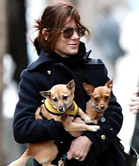 Sandra Bullock holding her two Chihuahuas in her arms