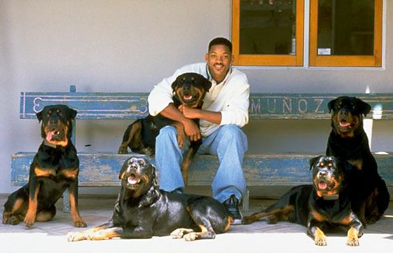 Will Smith with his five rottweilers