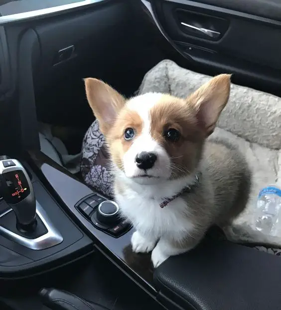 Corgi puppy looking at you with adorable eyes inside the car