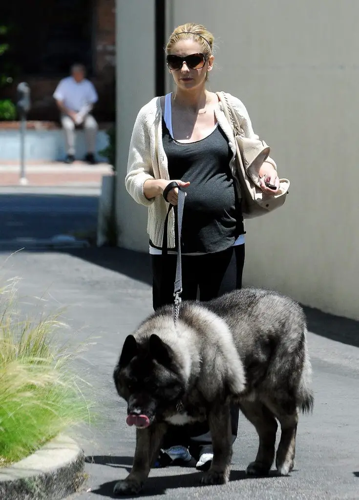 Sarah Michelle Gellar taking a walk with its Akita Inus
