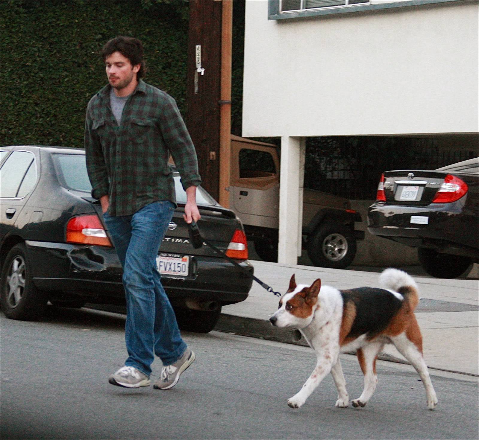 Tom Welling walking its Akita Inus in the street