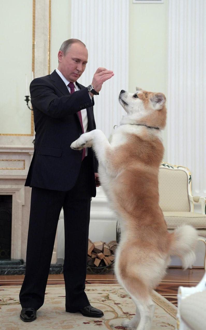  Vladimir Putin giving treats to its standing up Akita Inus dog