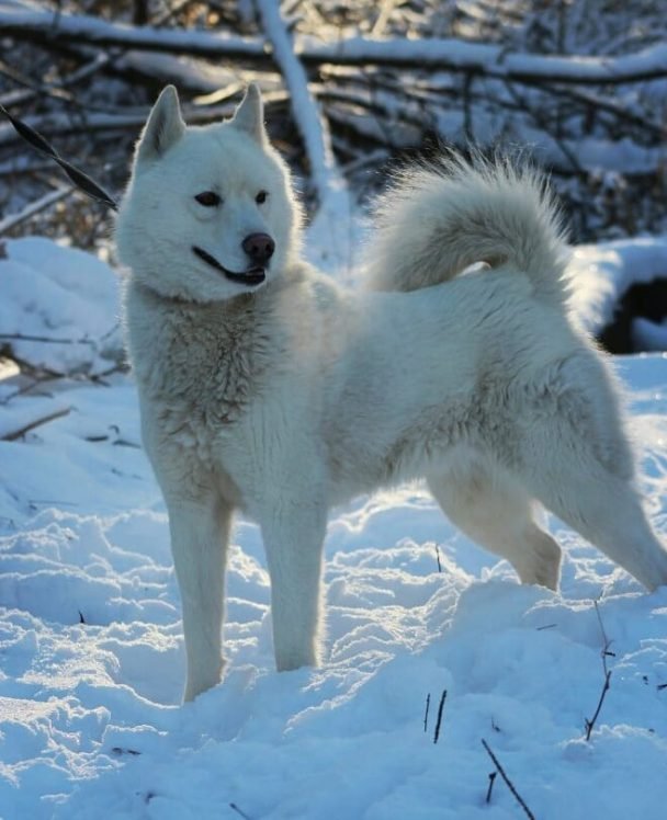 75 Alaskan Husky Dog Names The Paws