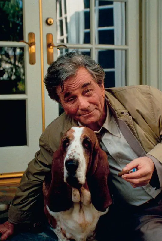 Columbo lying on the floor with his Basset Hound sitting next to him
