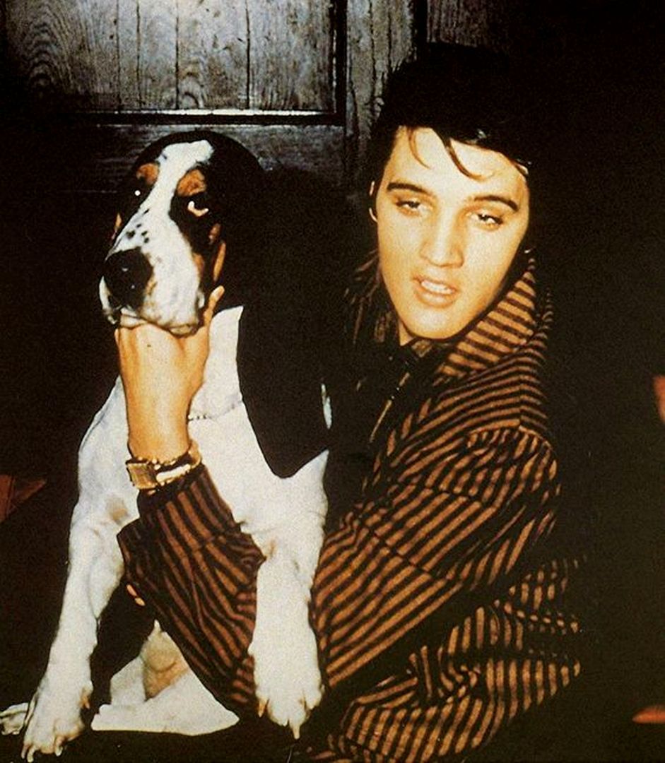 Elvis Presley holding the face of his Basset Hound