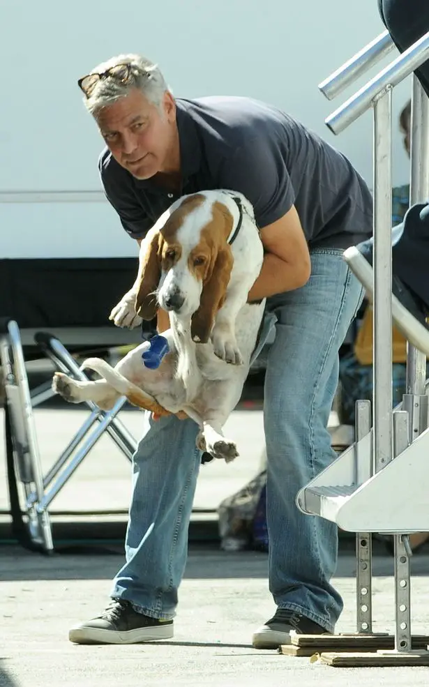 George Clooney carrying and going to put down his Basset Hound on the pavement