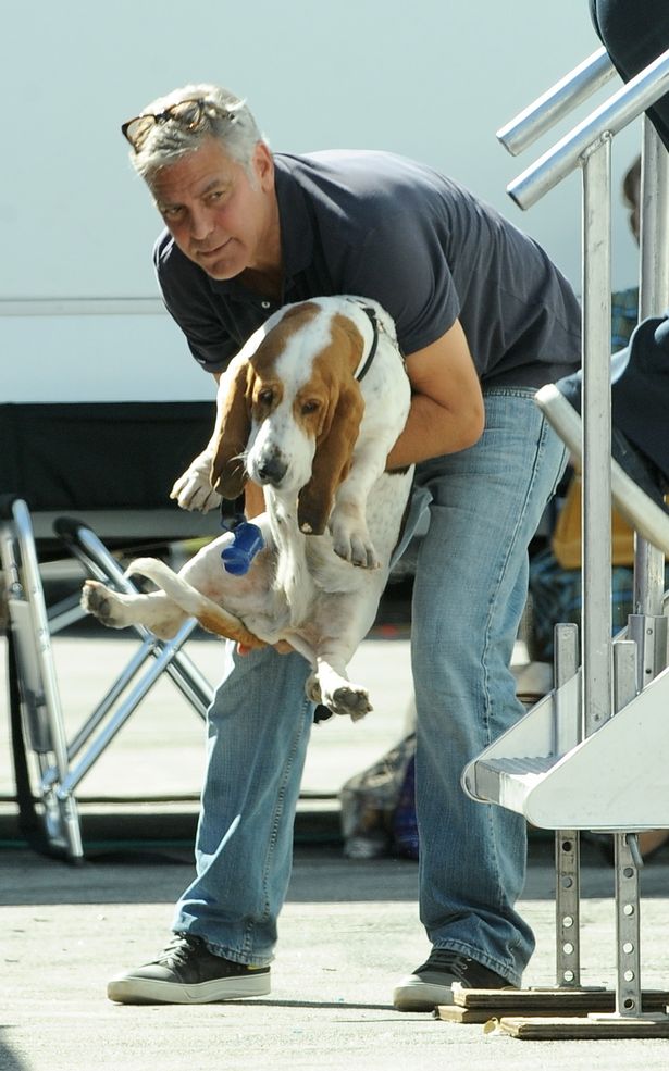 George Clooney carrying and going to put down his Basset Hound on the pavement