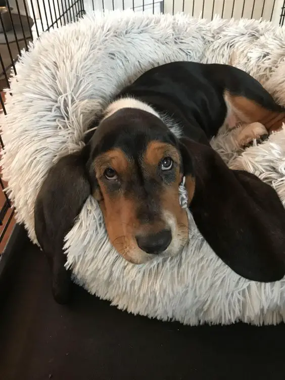 Basset Hounds resting in his feathered bed looking cute