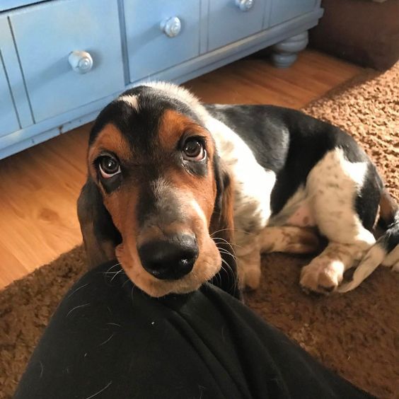Basset Hounds with its begging face on his owner's lap