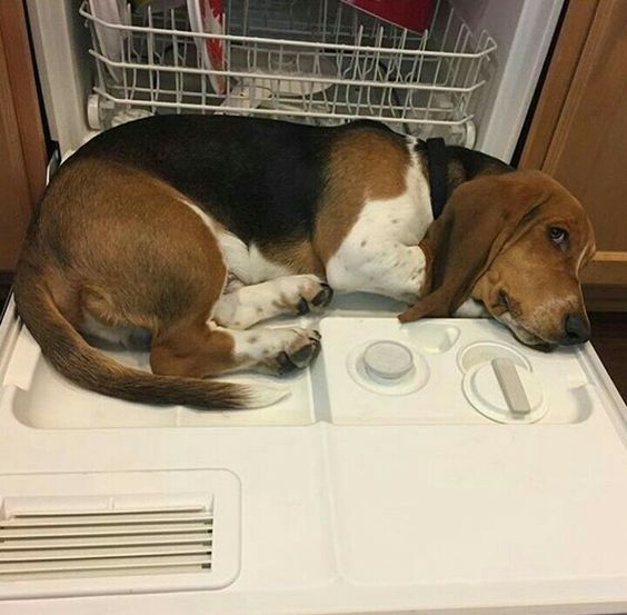 Basset Hounds lying in the dishwasher