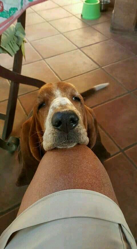 Basset Hounds with its cute face on his owner's lap