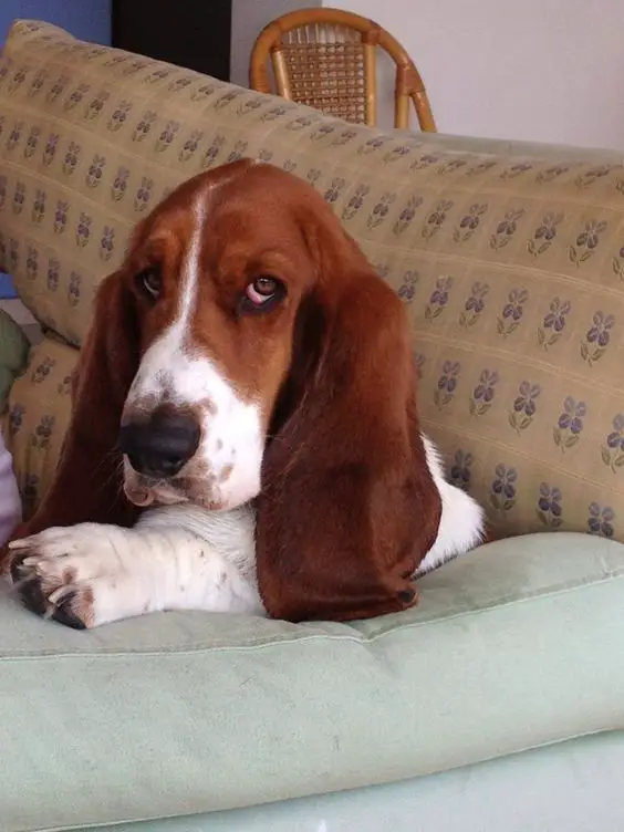 Basset Hounds staring while sitting in a couch