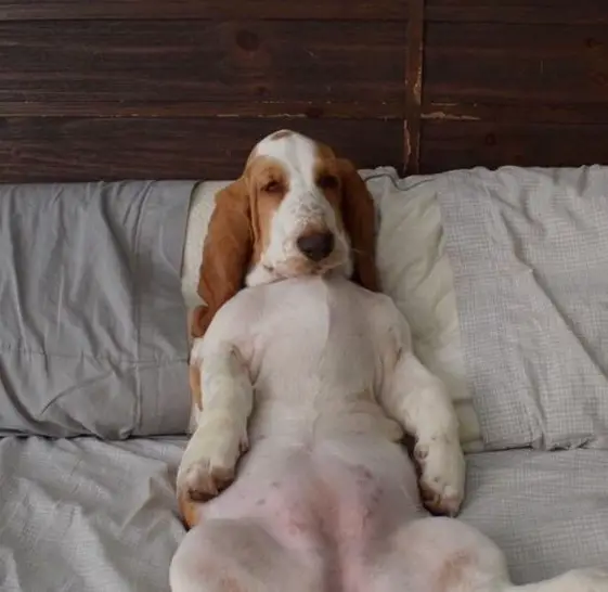 Basset Hounds in bed lying on its back