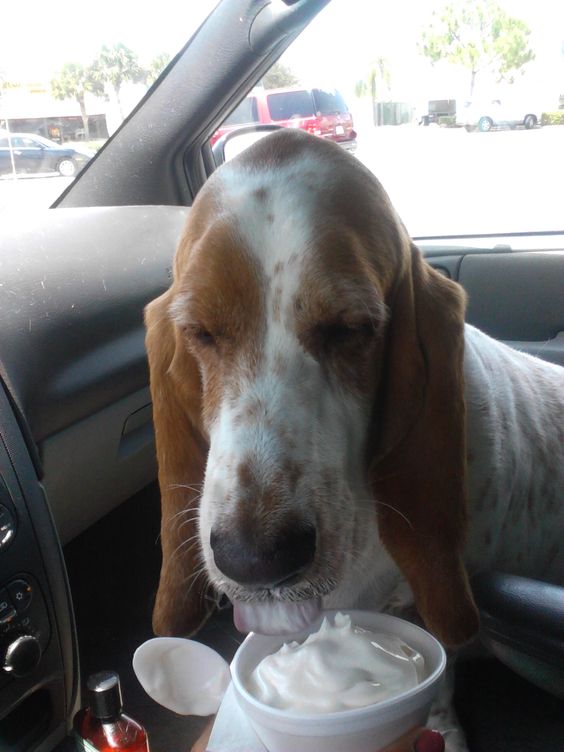 Basset Hounds eating icecream