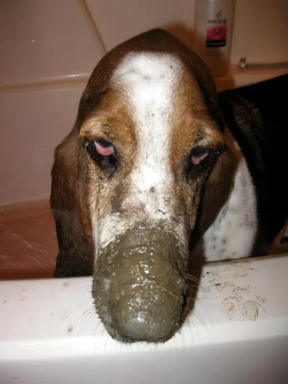 Basset Hounds with mud on its nose