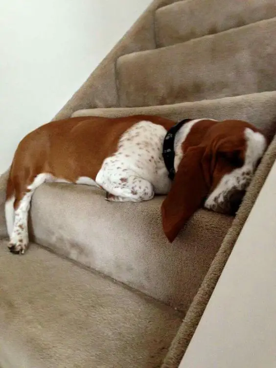Basset Hounds sleeping on the stairs