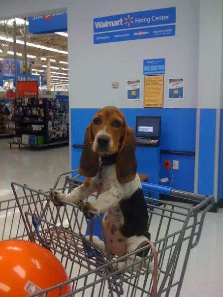 Basset Hounds sitting on a push cart in the market