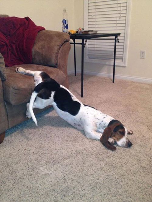 Basset Hounds sleeping in an awkward position