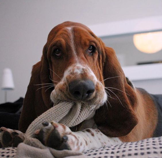 Basset Hounds eating socks