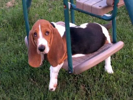Basset Hounds at the playground at the swing