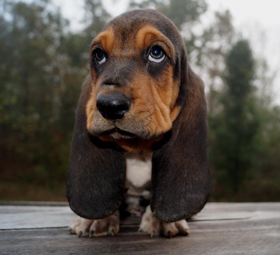 begging Basset Hounds