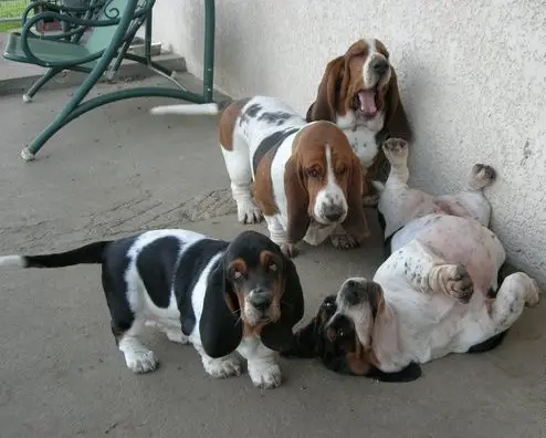 group of Basset Hounds on the streets