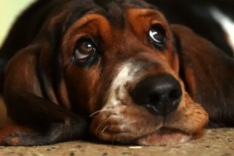 Basset Hounds with puppy eyes